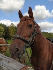 Obraz premium portrait of a horse