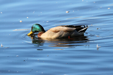 A Mallard Duck on the water