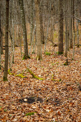 Active White-tailed deer scrape and licking branch to leave scent for the breeding season, selective focus, background blur, foreground blur
