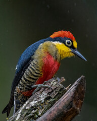 A colorful woodpecker perched on a dead trunk