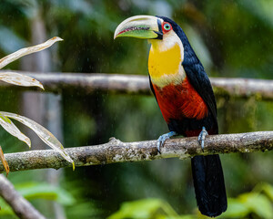 A wet toucan perched on a tree branch while the rain falls down