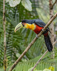 A wet toucan perched on a tree branch while the rain falls down