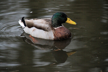 A Mallard Duck on the water