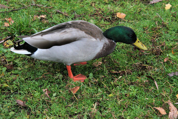 A Mallard Duck on the grass