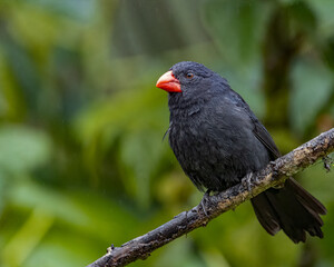 A bird, with a red strong beak, perched on a tree branch