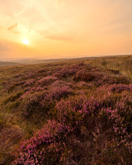 Obraz premium Summer Sunset Countryside Landscape Photo. This as taken when the mountain heather was in full bloom showing the awesome purple on the heather and the bright orange sunset glow.