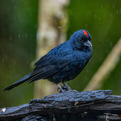 A dark blue bird, red tufted, standing the rain on a dead trunk