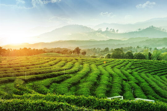 Tea plantation against mountains and blue sky with sunset