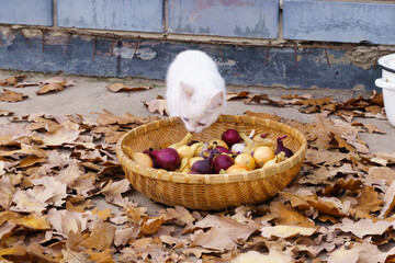 A small white kitten with multi-colored eyes examines a basket of onions