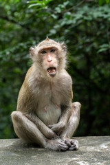 Monkey sitting on the wall with nature background