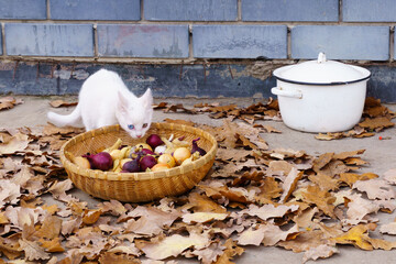 A small white kitten with multi-colored eyes examines a basket of onions