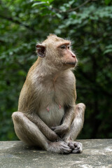 Monkey sitting on the wall with nature background