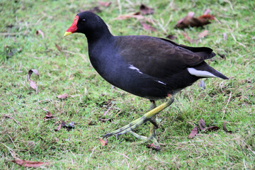 A close up of a Moorhen