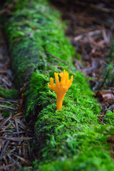 Coral yellow mushroom close-up in the morning