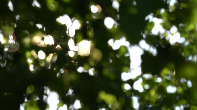 Beautiful sunny dark green foliage natural 4k video background with soft sparkling sunshine among leaves isolated at sky