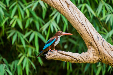close up of a white throat-ed kingfisher