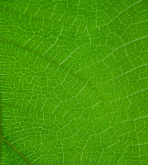 Green leaf nature vintage background Select a specific focus