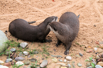 A close up of an Otter