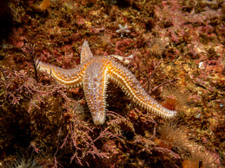 Obraz na płótnie Canvas A closeup picture of a common starfish, common sea star or sugar starfish, Asterias Rubens. Picture from the Weather Islands, Skagerack Sea, Sweden