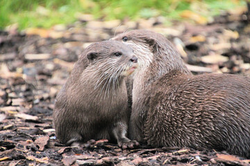 A close up of an Otter