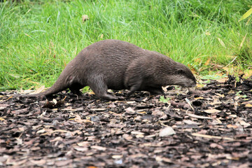 A close up of an Otter
