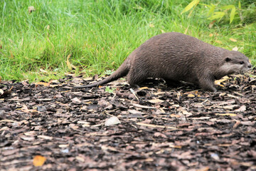 A close up of an Otter
