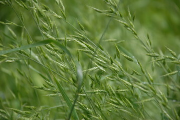 green grass background