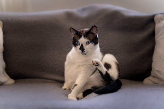 gato blanco y negro con ojos azules levanta la pata para rascarse