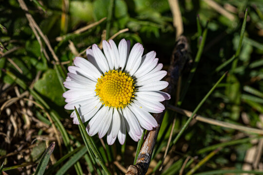 detail of a daisy flower in nature.