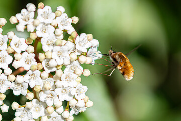 bee flying around a white flower