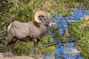 Rams in the Canyon