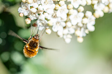 bee flying around a white flower