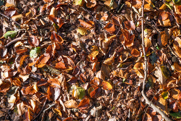 on a ground of a forest lies colorful autumn leaves