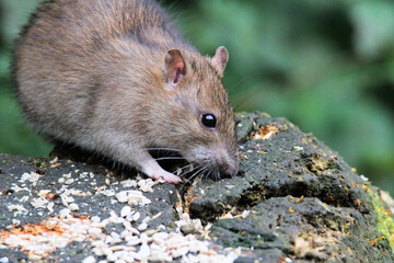 A close up of a Rat