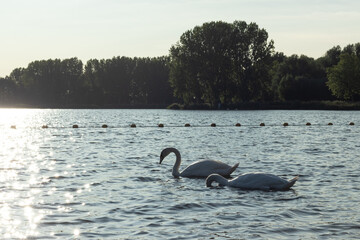 Fototapeta premium Swans in a lake with light reflections on a winter day