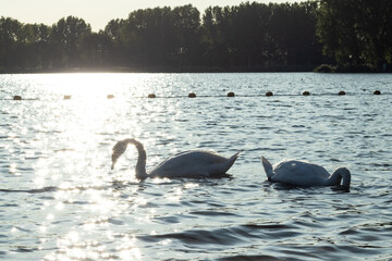 Fototapeta premium Swans in a lake with light reflections on a winter day