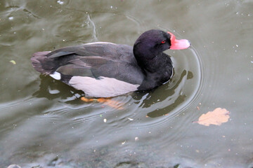 A Rosybill Duck on the water