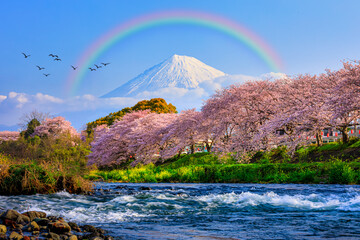 Fuji and rainbow with birds in city, Shizuoka prefecture is one of popular cherry blossom