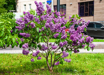 Fototapeta na wymiar On Khitrovskaya Square, where there was a criminal market known in Russian literature, lilac bushes are blooming today. 
