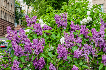 Obraz premium On Khitrovskaya Square, where there was a criminal market known in Russian literature, lilac bushes are blooming today. 