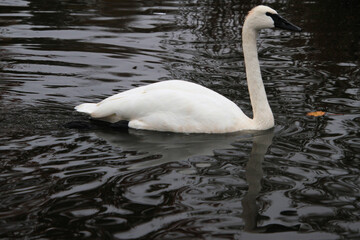 A Trumpeter Swan on the water