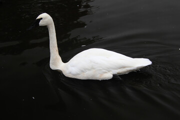 Naklejka premium A Trumpeter Swan on the water
