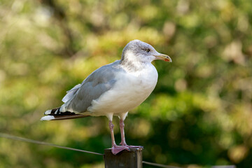 White Seagull bird seating on fence in park