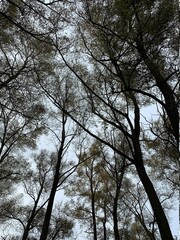 trees and sky