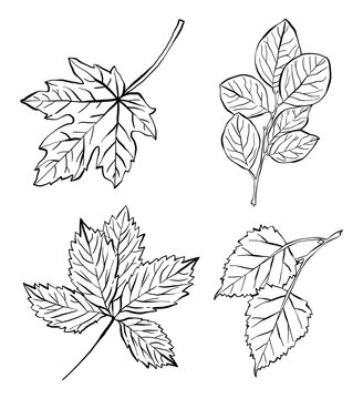 Tree leaves, Fall vector illustrations in black and white, hand drawn branches isolated on white background.