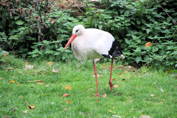 A close up of a White Stork