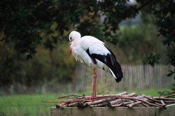 A close up of a White Stork