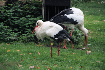 A close up of a White Stork