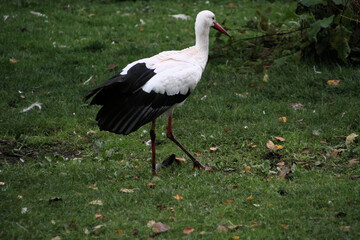 A close up of a White Stork