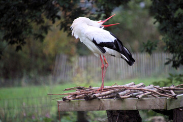A close up of a White Stork